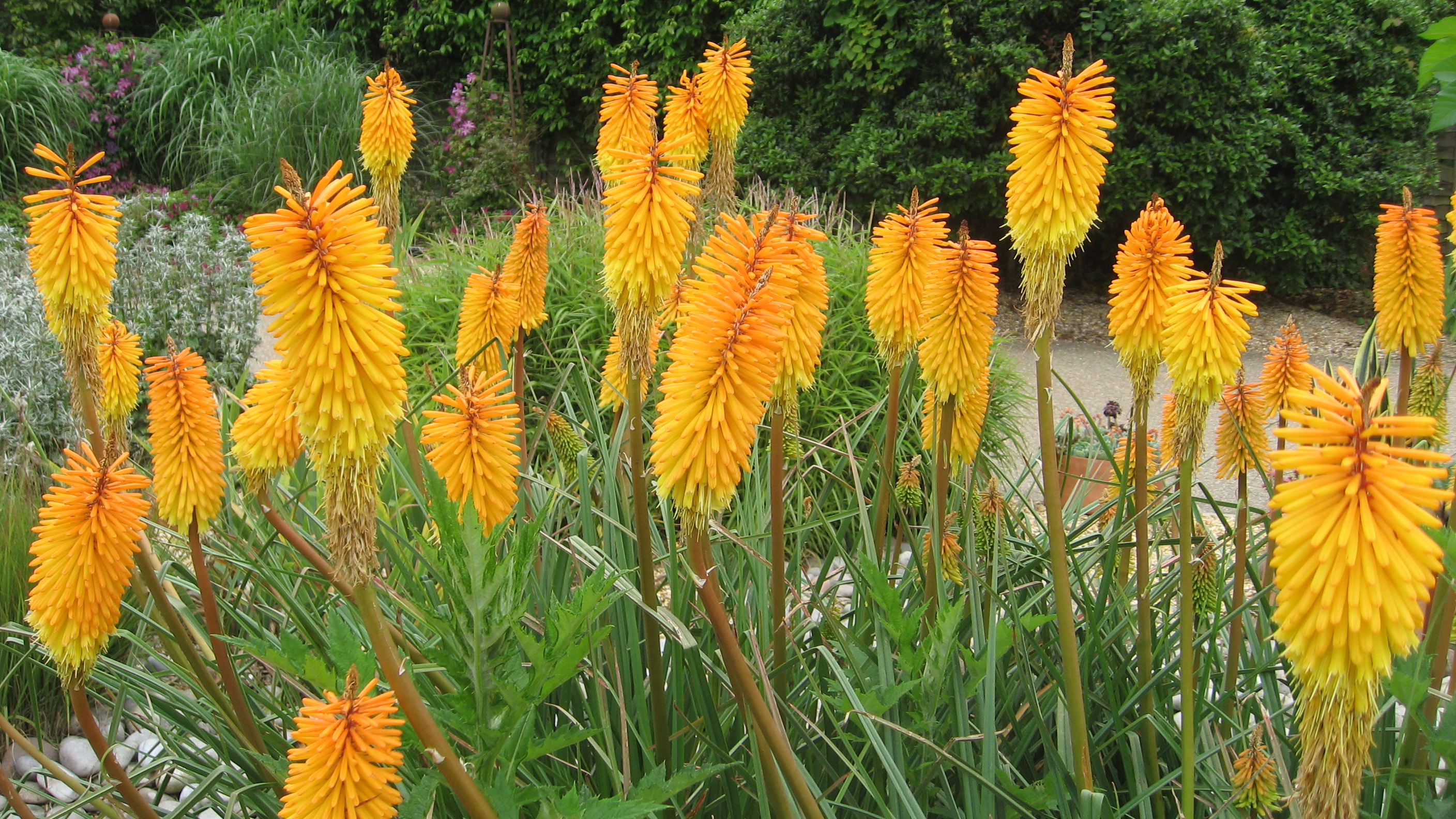 Kniphofia 'Shining Sceptre'